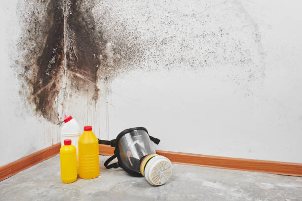 Best Attic Mold Removal  in French Island, WI