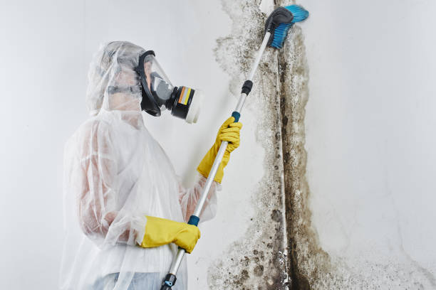 Best Mold Removal Company Near Me  in French Island, WI