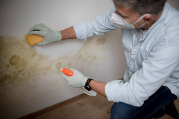 Best Professional Mold Removal  in French Island, WI