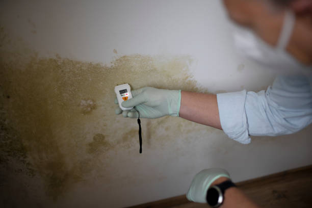 Best Black Mold Removal  in French Island, WI
