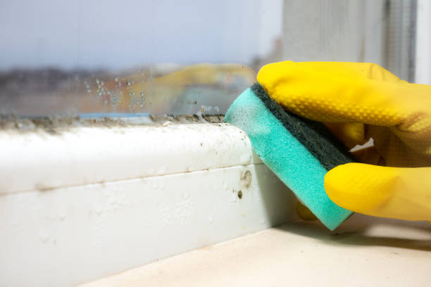 Best Fast Mold Removal  in French Island, WI