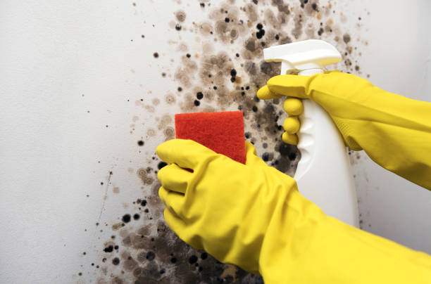 Best Office Mold Removal Services  in French Island, WI