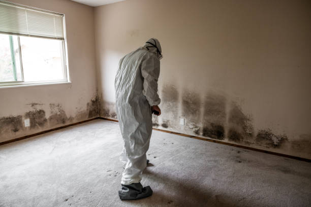 Best Residential Mold Removal  in French Island, WI