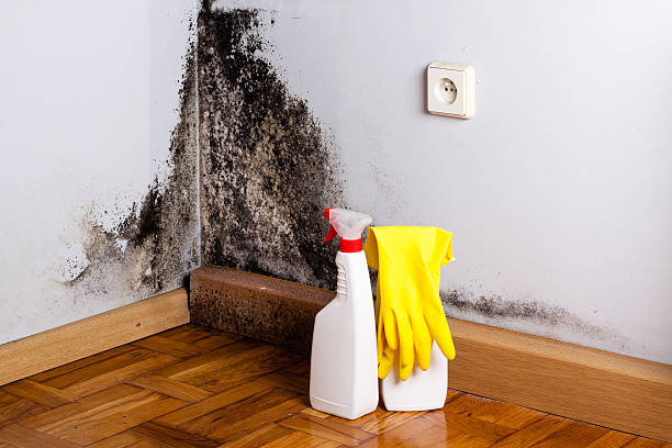 Best Attic Mold Removal  in French Island, WI