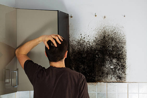 Best Mold Remediation Experts  in French Island, WI